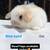 Baby dwarf lop bunnies, bunny, rabbits 1 thumbnail