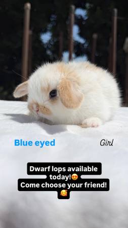 Baby dwarf lop bunnies, bunny, rabbits 1