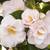 Japanese Camellia Magnoliaeflora pink flower plant 4 thumbnail