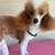 Toy poodle male 4 thumbnail