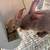 TAMUK rabbits 8 thumbnail