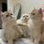British shorthair and longhair Kitten for sales 14 thumbnail