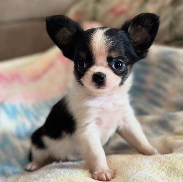 Healthy, activeChihuahuapuppy (7O2415134Nine)
