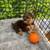 Yorkie 1 thumbnail
