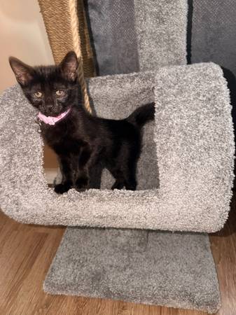 Kitten (Harvey)606930340005826563