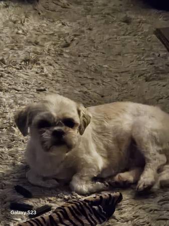 Shihzu needs forever home. (Portland)63958288933890123