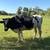Holstein heifer 1 thumbnail