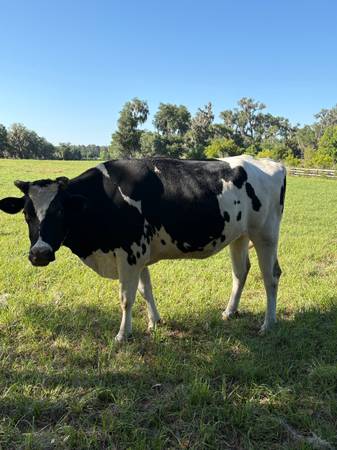 Holstein heifer 1