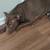 Sweet girl dog to good home 5 thumbnail