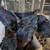 30 roosters available 6 thumbnail