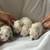 poodles 3 thumbnail