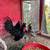 Bantam Chickens 4 thumbnail
