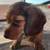 Mini Dachshund Lap Warmer 1 thumbnail