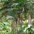 Costarican Bamboo Palms ///// CHAMAEDOREA costaricana 3 thumbnail