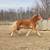 Belgian Mare 2 thumbnail