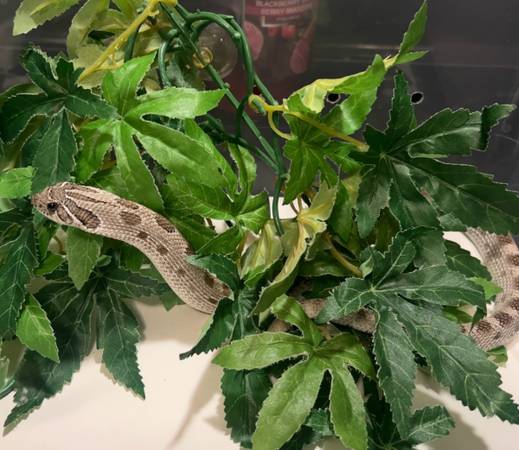 Axanthic Anaconda het albino western hognose (Elberfeld)64147995798785123