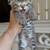 Beautiful kittens (Scottish) 1 thumbnail