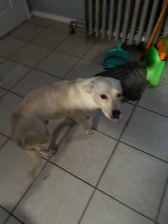 Lab mix para reubicar (Staten Island)63875423831041120