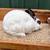 Mini Rex rabbits 3 thumbnail