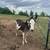 Mini donkey 1 thumbnail