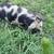 Kunekune 9 thumbnail
