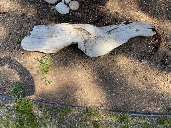 Yard art/ driftwood 1