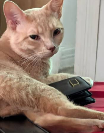Cats (Chillicothe)577350260878878721