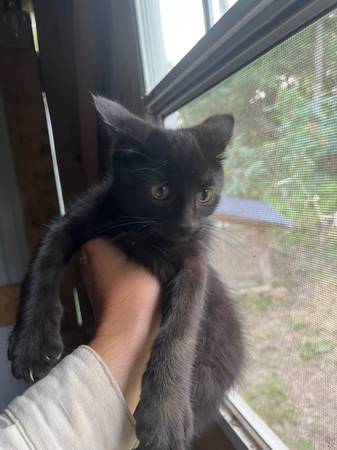 Kittens buscando un buen hogar (Gouverneur)