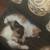 KITTEN R US 14 thumbnail