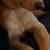 Shepadoodle puppies 5 thumbnail