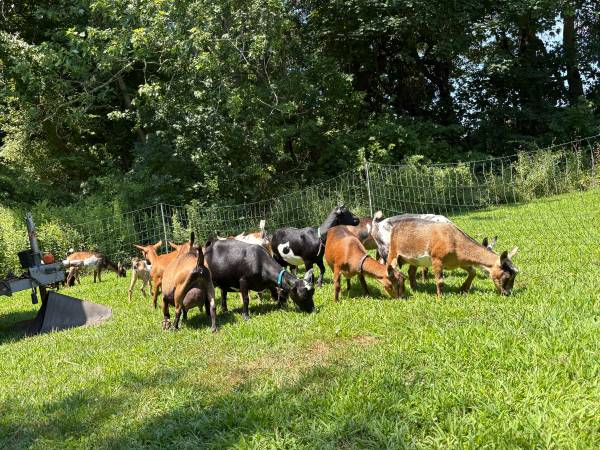 Nigerian dwarf goats 1
