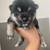 Shiba Inu puppy available 4 thumbnail