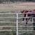 Herd dog 4 thumbnail