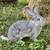 Rabbits 2 thumbnail
