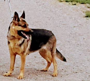 German Shepherd female needs an active family. 1
