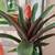 Healthy plant in a ceramic pot 2 thumbnail