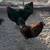 Roosters 1 thumbnail