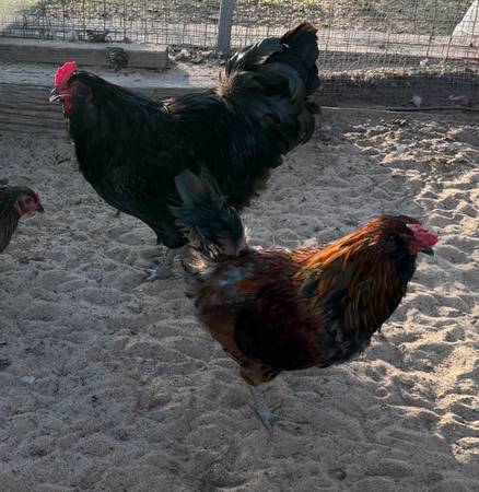 Roosters 1