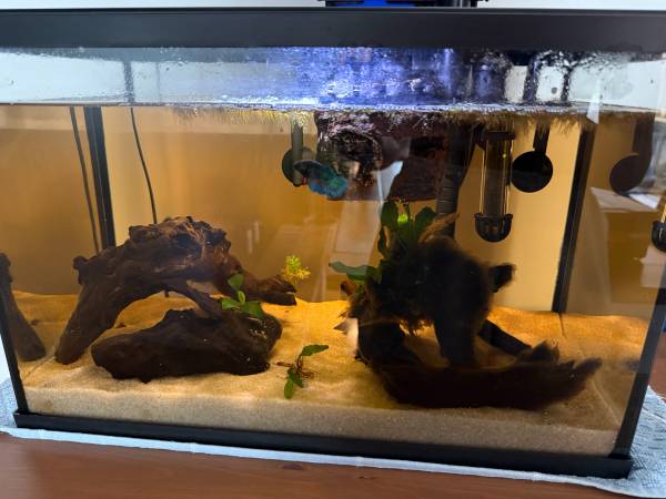 Complete 5 Gallon Planted Aquarium Setup + Betta — $180 OBO 1