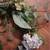 Pretty Fall Hydrangea Wreath - Indoors or Out! Retails $113 3 thumbnail