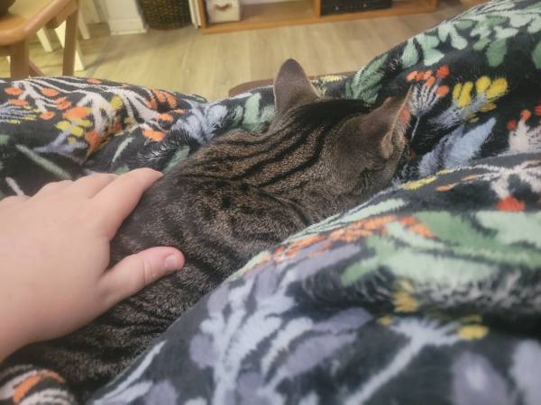 Gorgeous Cat Looking for Home (and kittens!) (Touchet)63922852545666122