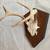 Mounted Two-Point Deer Antlers W/Partial Skull - 1998 - GC 2 thumbnail