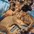 Arvada Adoptions 18 thumbnail
