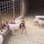 Feeder pigs 3 thumbnail