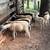 Katahdin Sheep 1 thumbnail