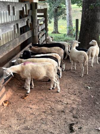 Katahdin Sheep 1