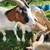 Fainting Goat - Pregnant Does 4 thumbnail
