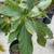 Dragon fruit and avocado plants 4 thumbnail