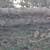 Firewood pine 3 thumbnail