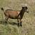 Nigerian Goats 5 thumbnail